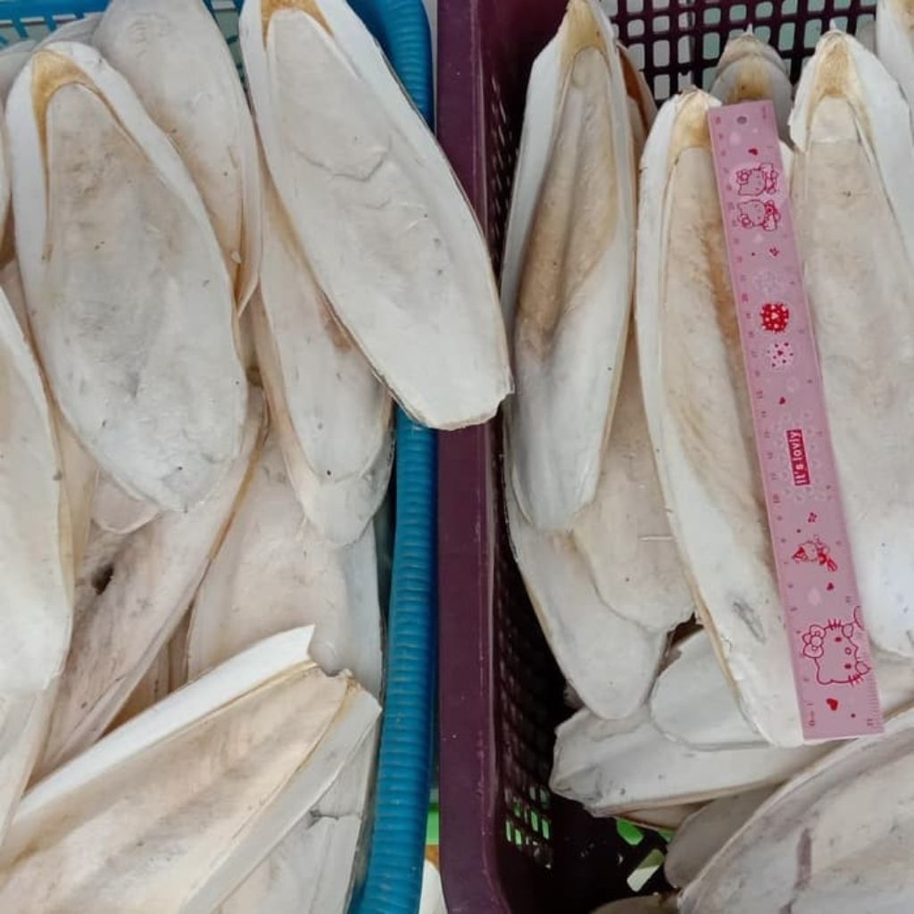 Sekilo Tulang Sotong size 21-28cm Super Jumbo