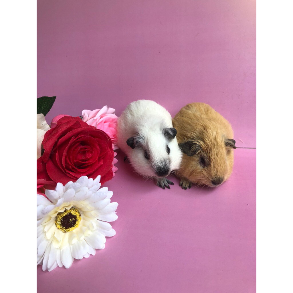 Marmut California Betina Guinea Pig Marmut Hias
