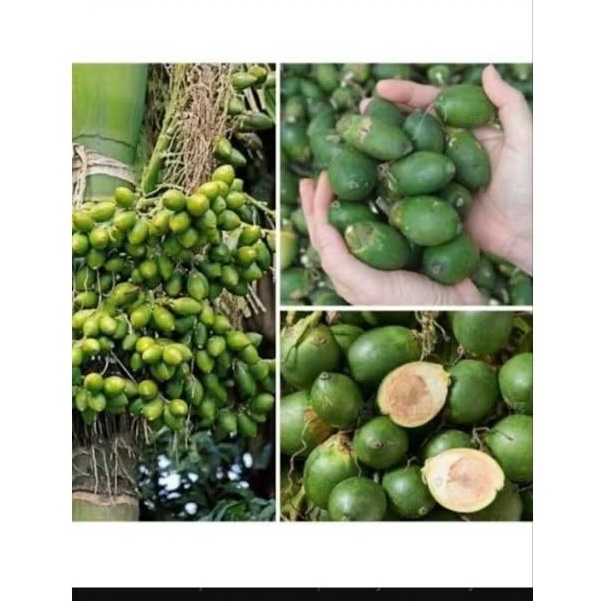 

buah pinang 1kg tr murah