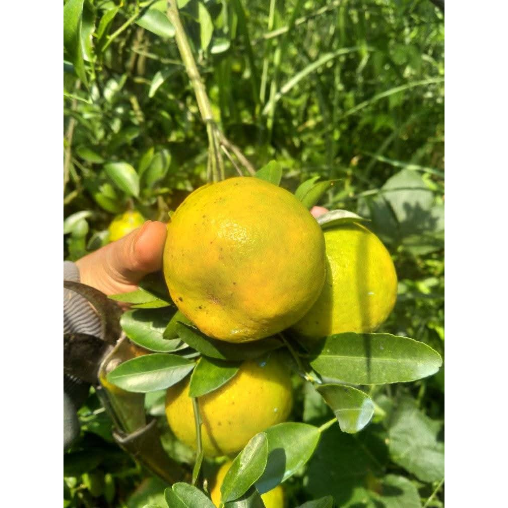 

Buah Jeruk Manis Dan Segar Baru petik 500gram, 1kg