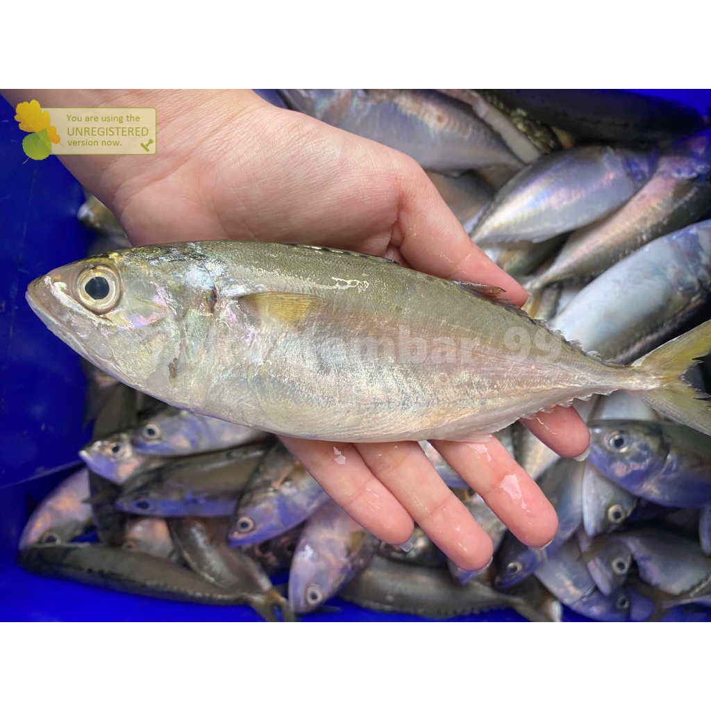 

Ikan Kembung Segar Banjar 1Kg Hasil Laut Utuh