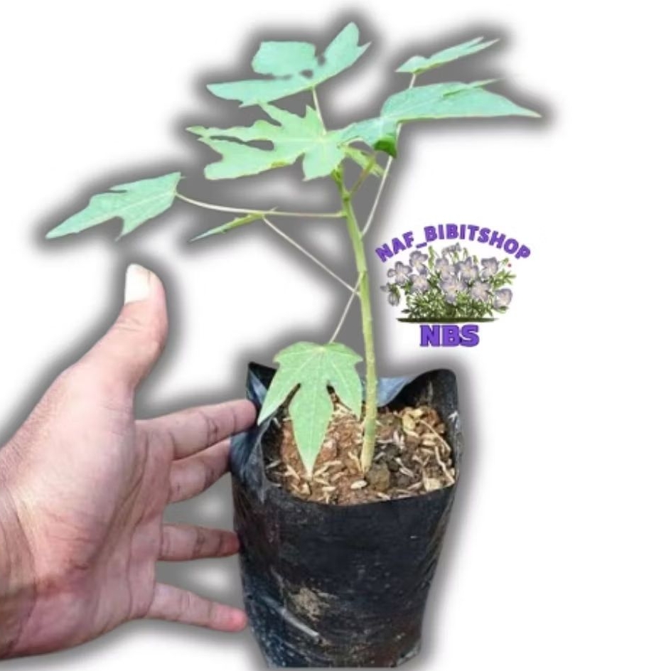 Bibit Pepaya California Siap Tanam