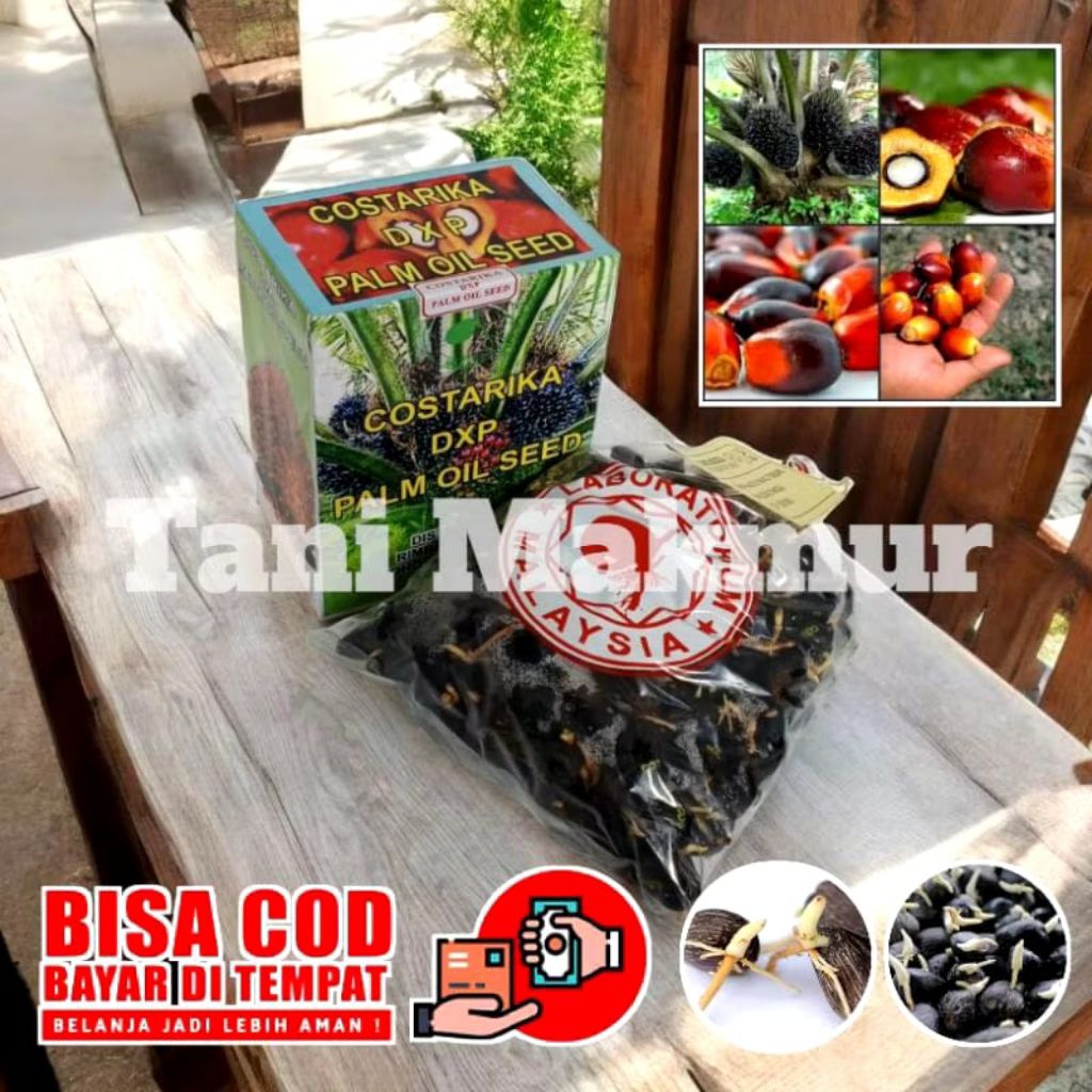 bibit kecambah sawit DxP COSTARIKA berkualitas Unggul