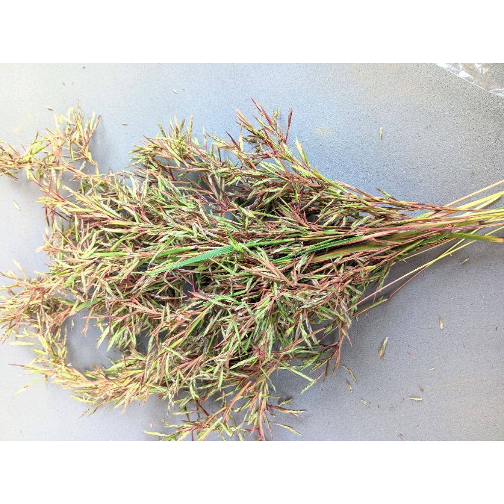 

bunga sereh wangi segar isi 1iket isi 15