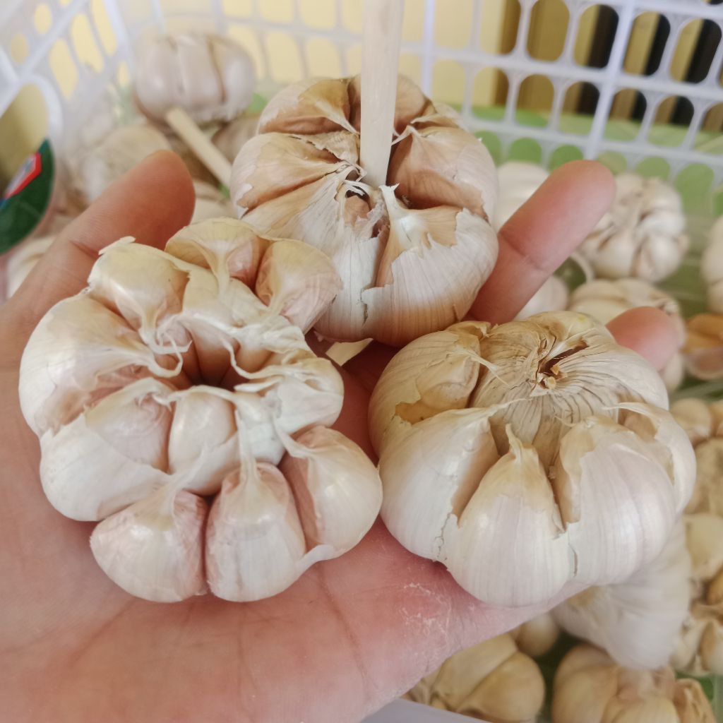 

Bawang putih sinco