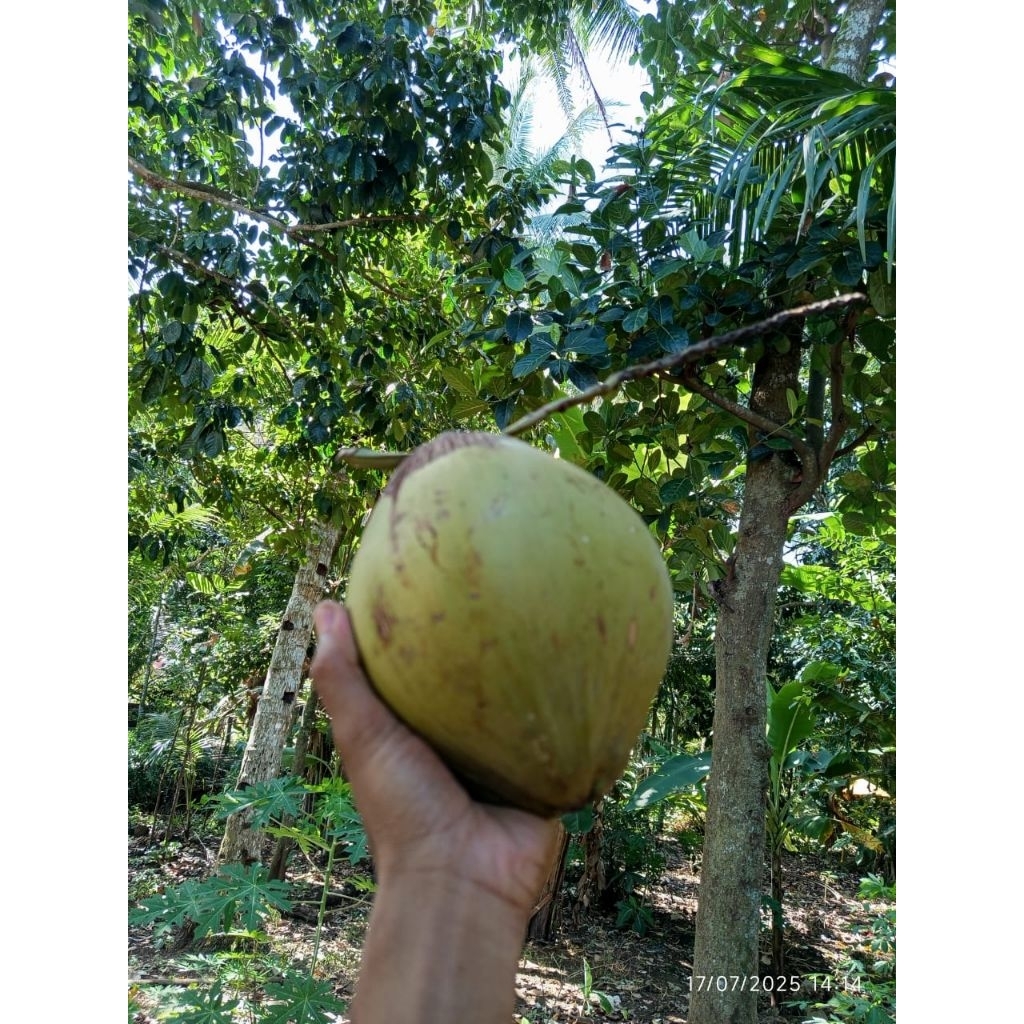 

kelapa muda