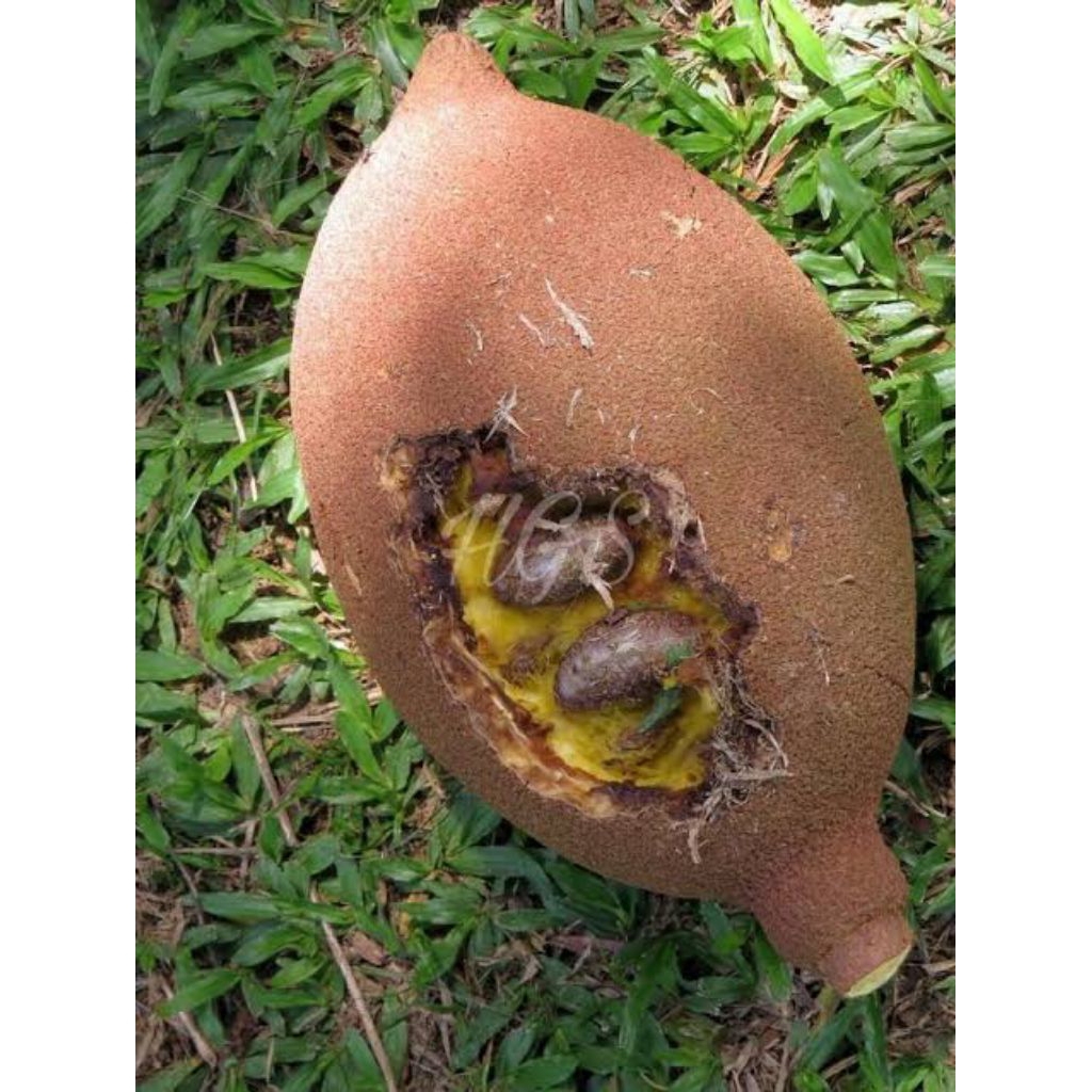 

PROMO buah picung/kelewek mentah per 1 kg