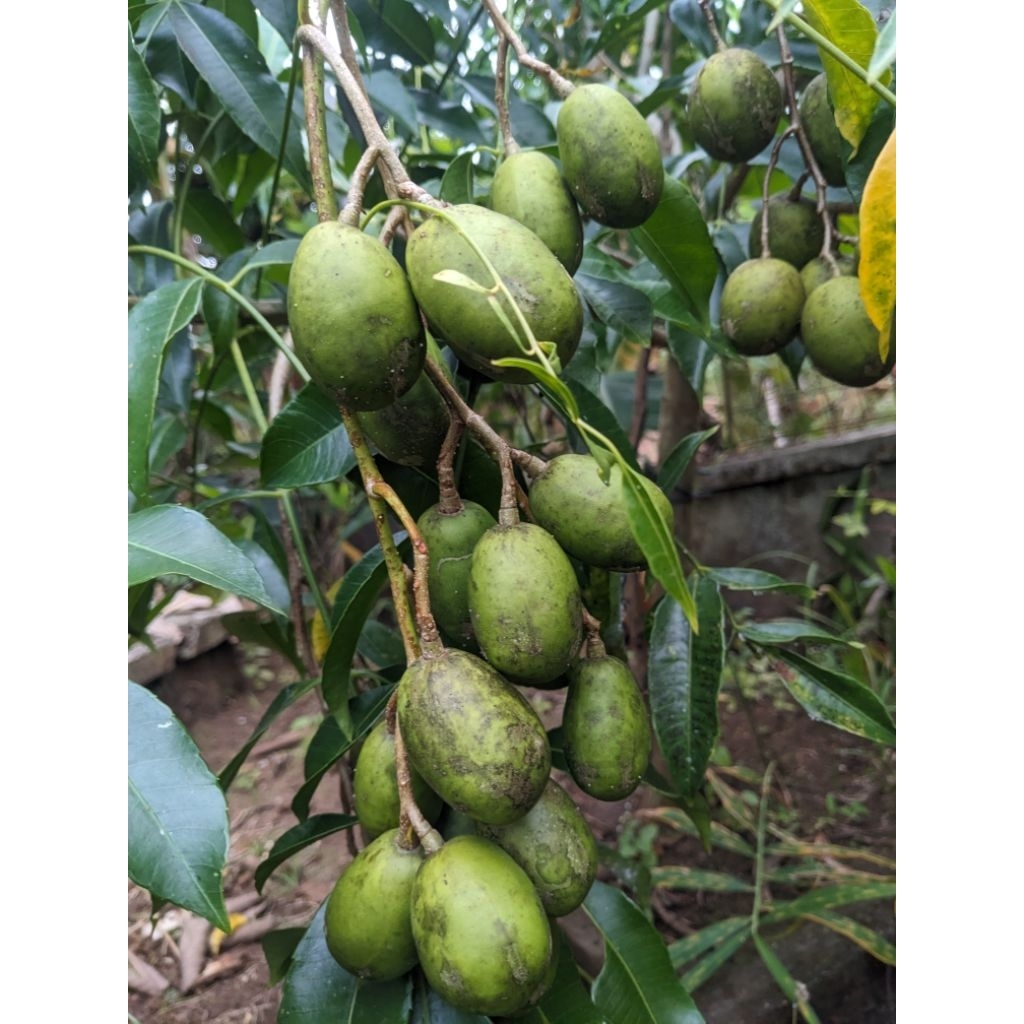 

BUAH KEDONDONG SEGAR 1KG TERMURAH