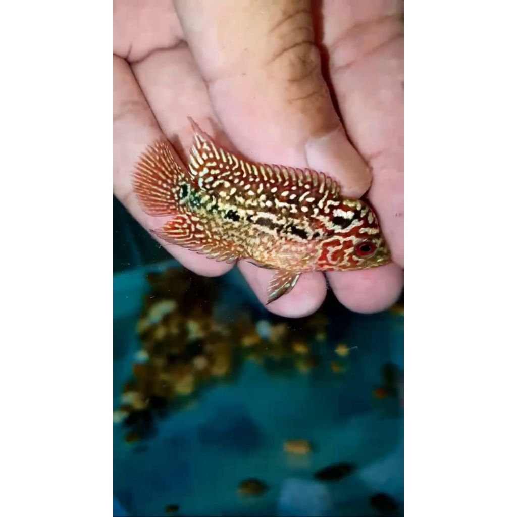 Ikan Lohan/ Louhan Super Red Kamfa F2 VVIP MALE import Thailand ukuran  -+ 5cm, garansi hidup sampai