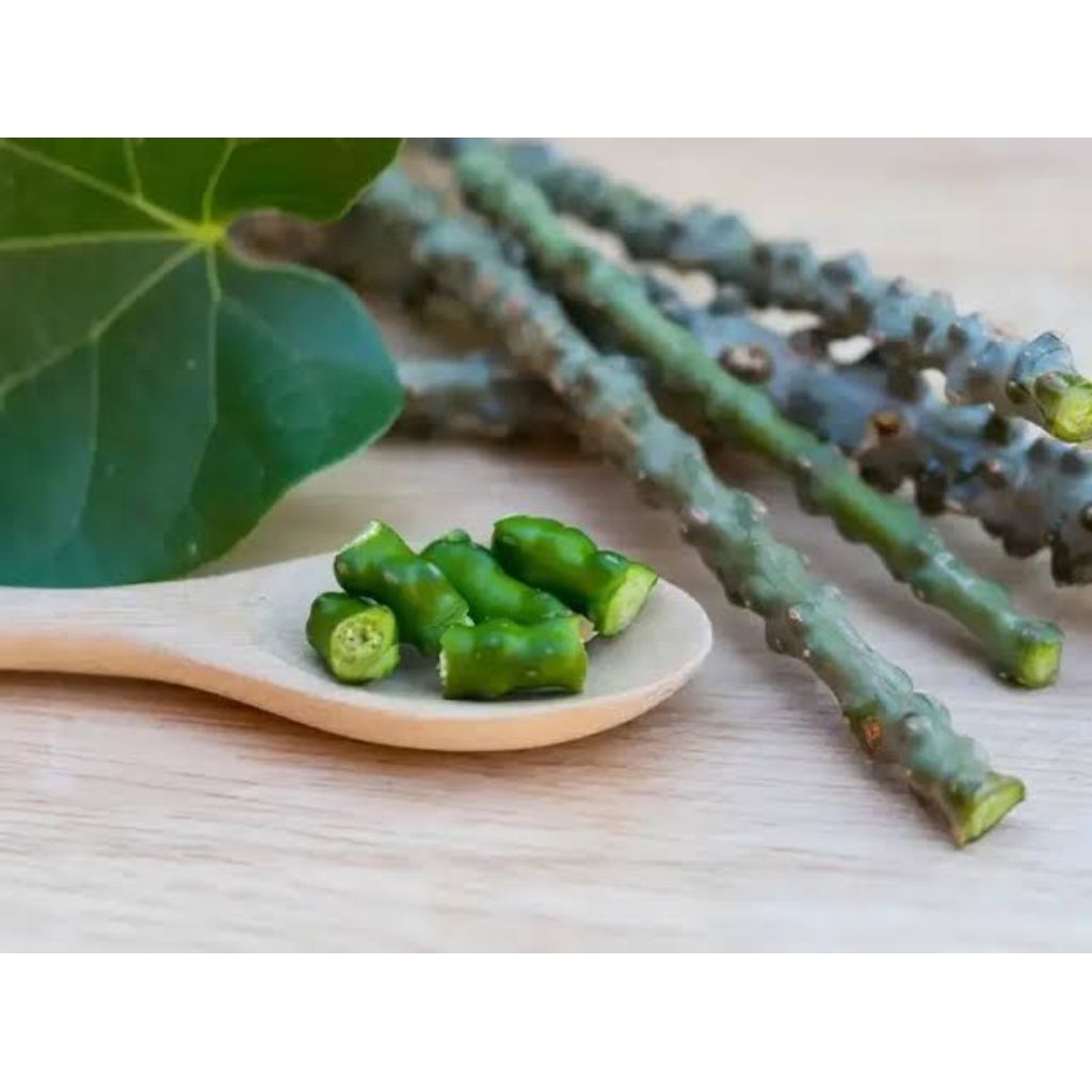 

batang botrowali segar obat herbal