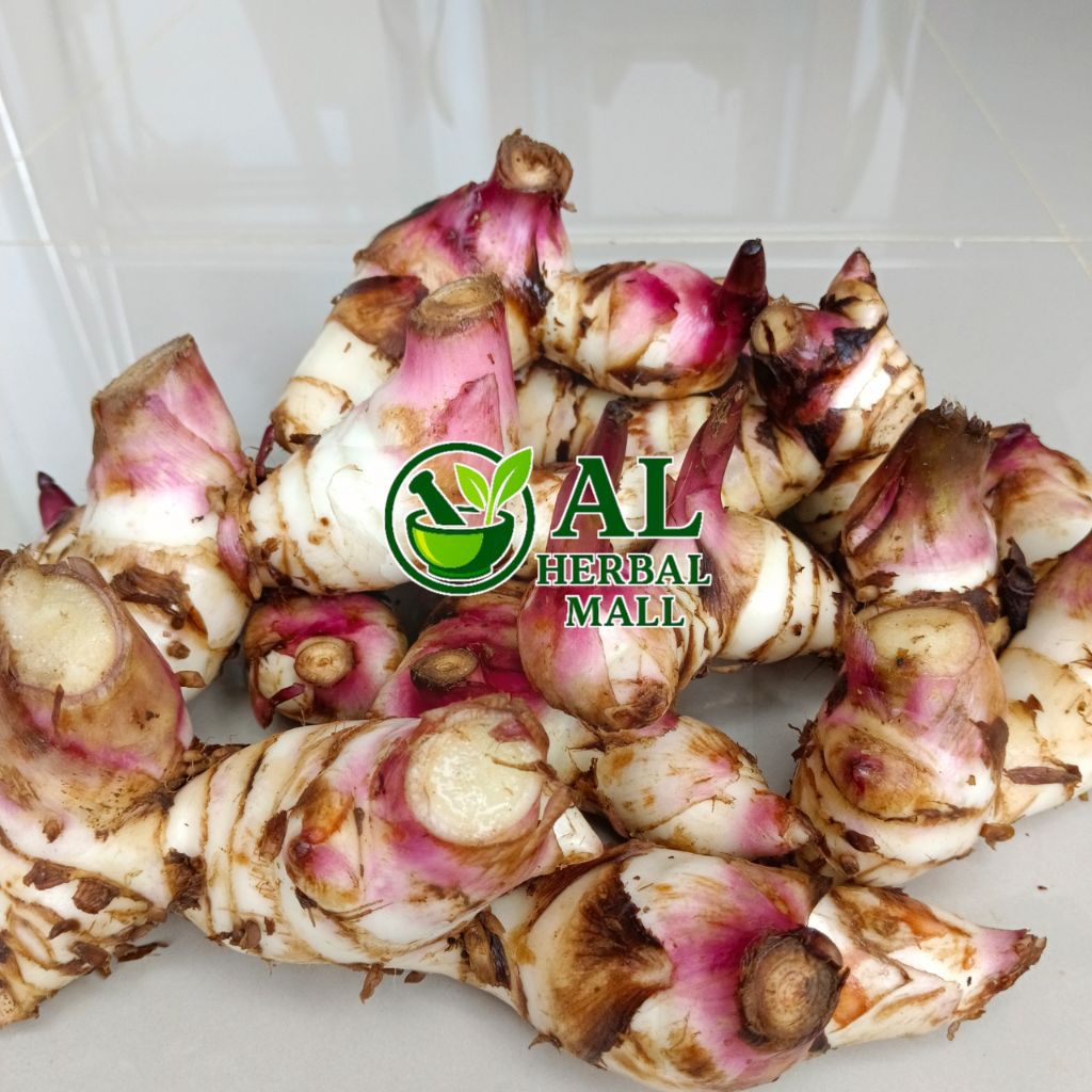 

Umbi Ganyong Merah Fres Segar 1kg Organik