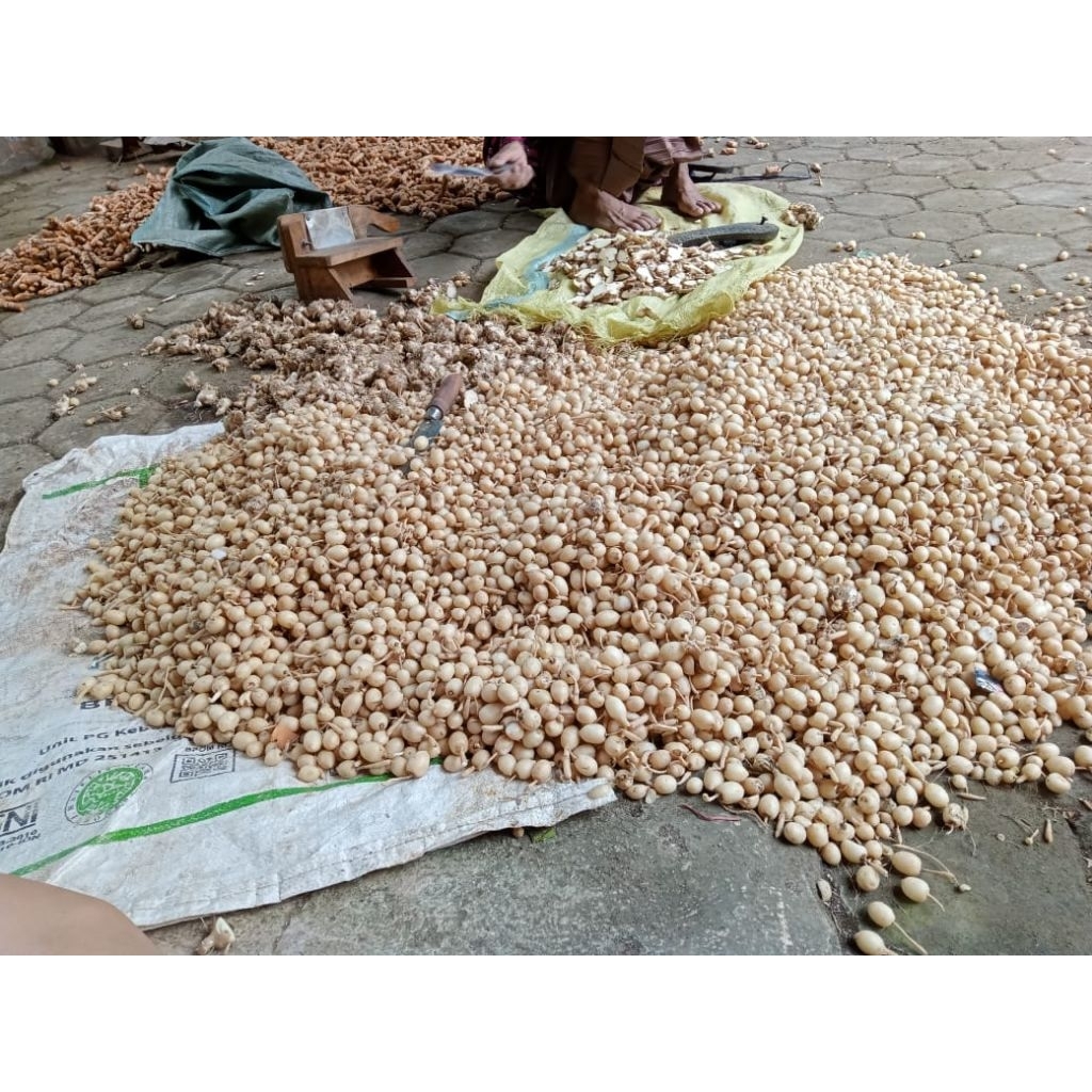 

kunyit putih gombyok obat benjolan ampuh berat 1kg