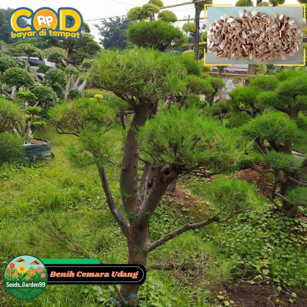 30 BUTIR BIJI/BENIH TANAMAN CEMARA UDANG (Bahan Bonsai)
