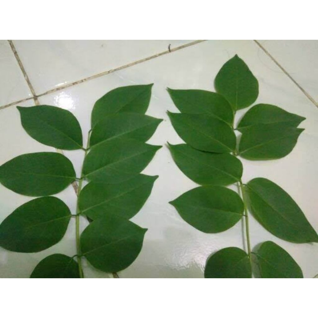 

daun kalikiria fresh seger Kualitas terbaik 500 gram