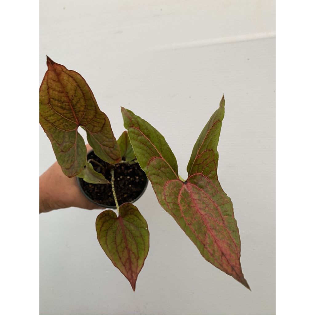 Cyrtosperma Johnstonii