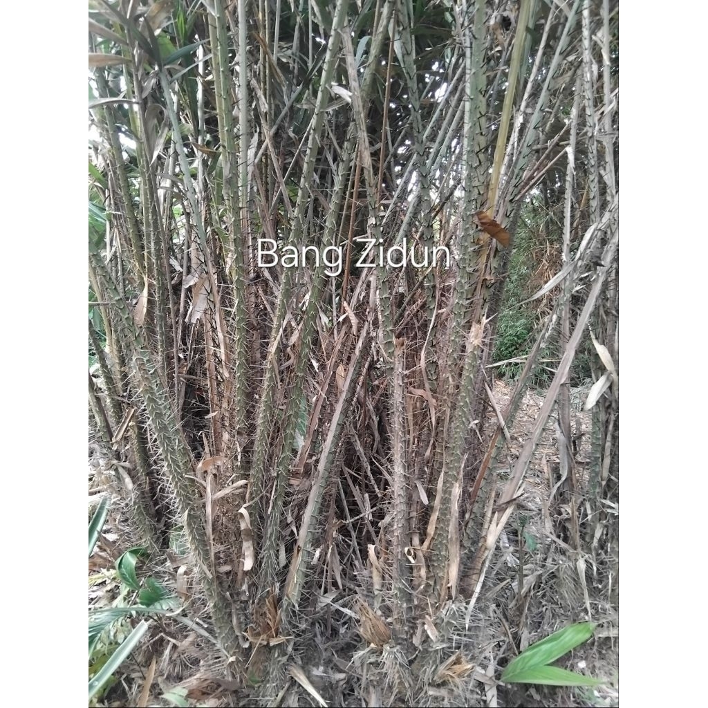 

Batang salak, duri salak