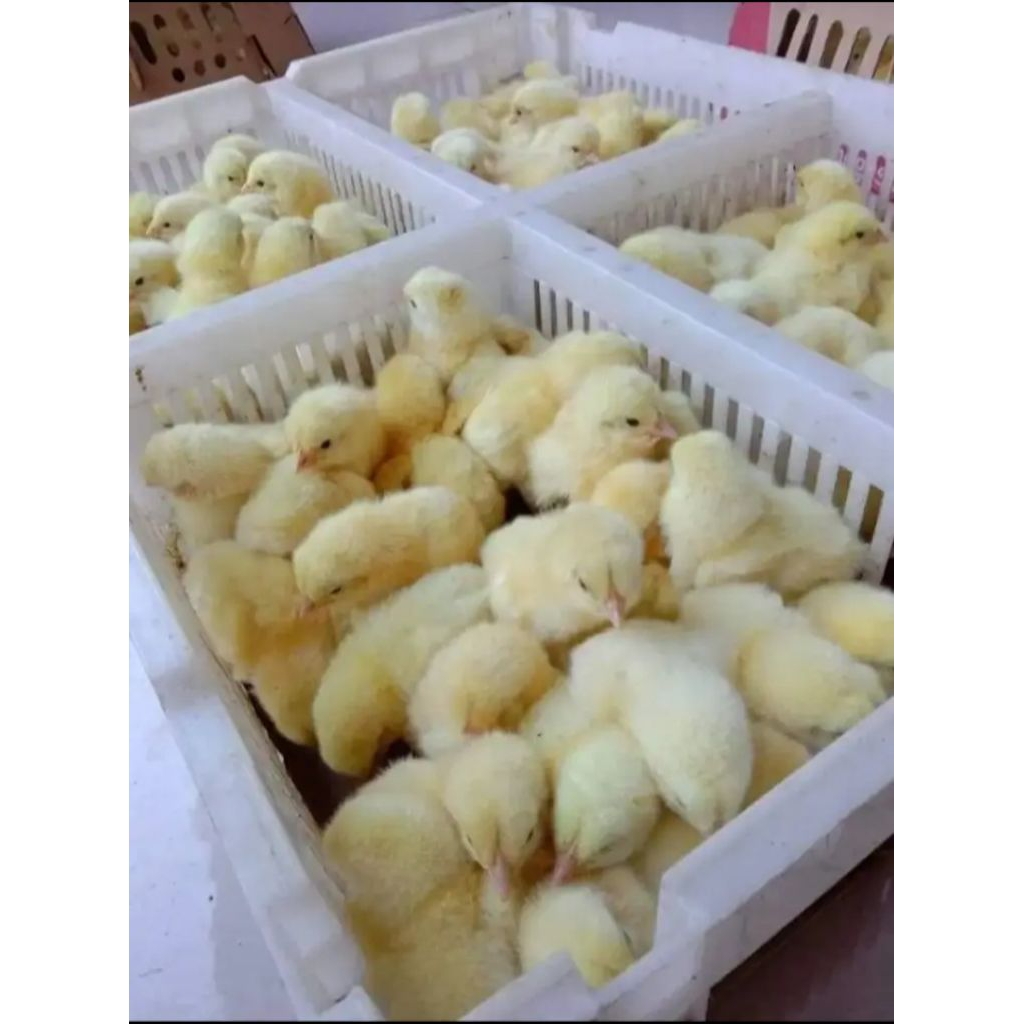 DOC Broiler Pedaging