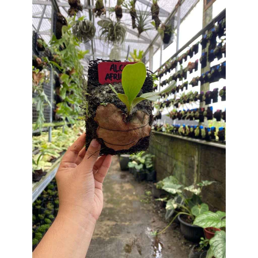 Platycerium Alcicorne Africa rawatan pakis