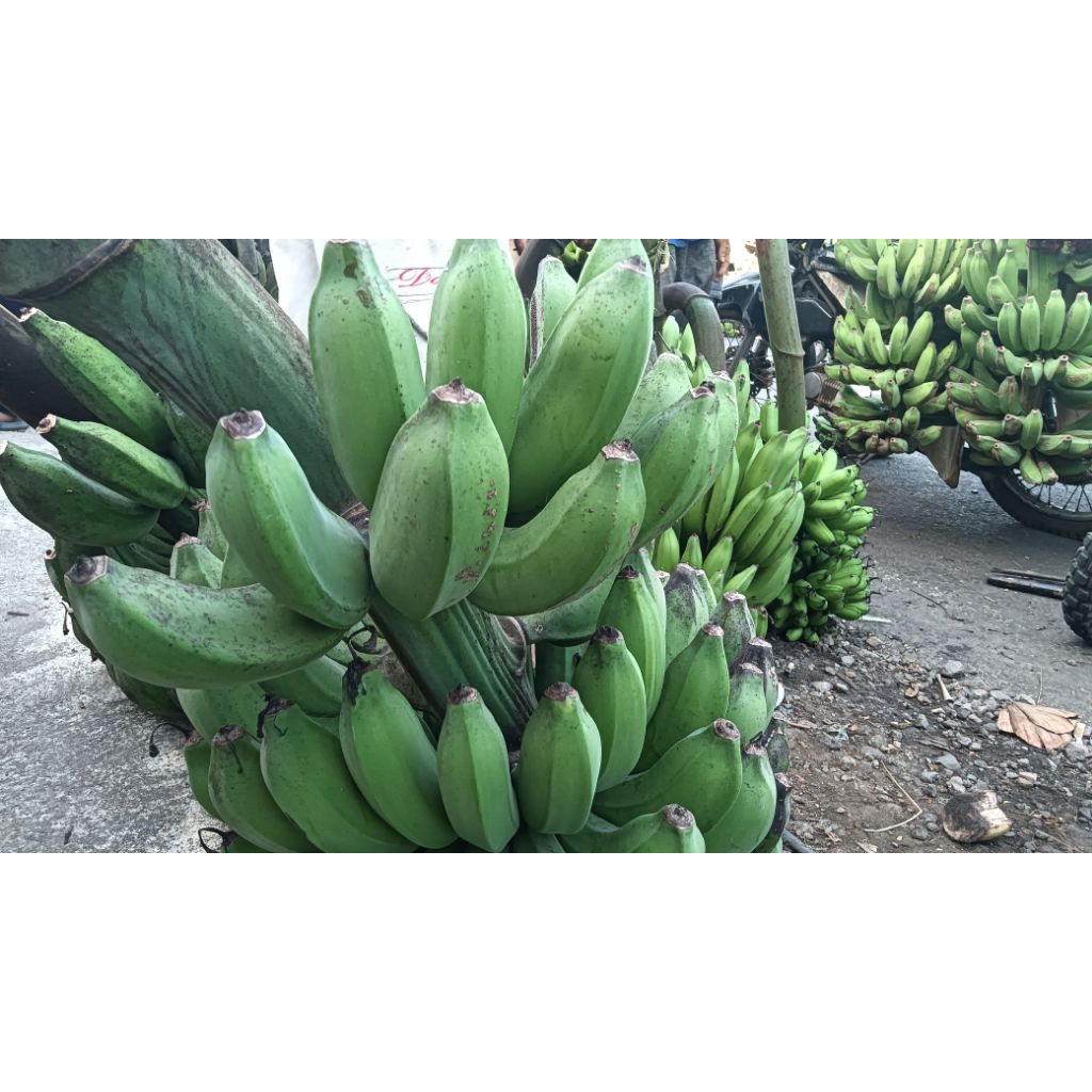 

PisangRojoSlametLumajang