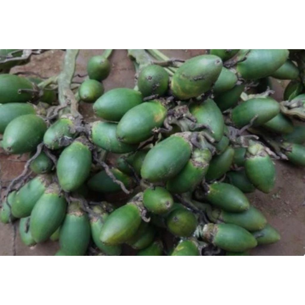 

Buah pinang/500 gram