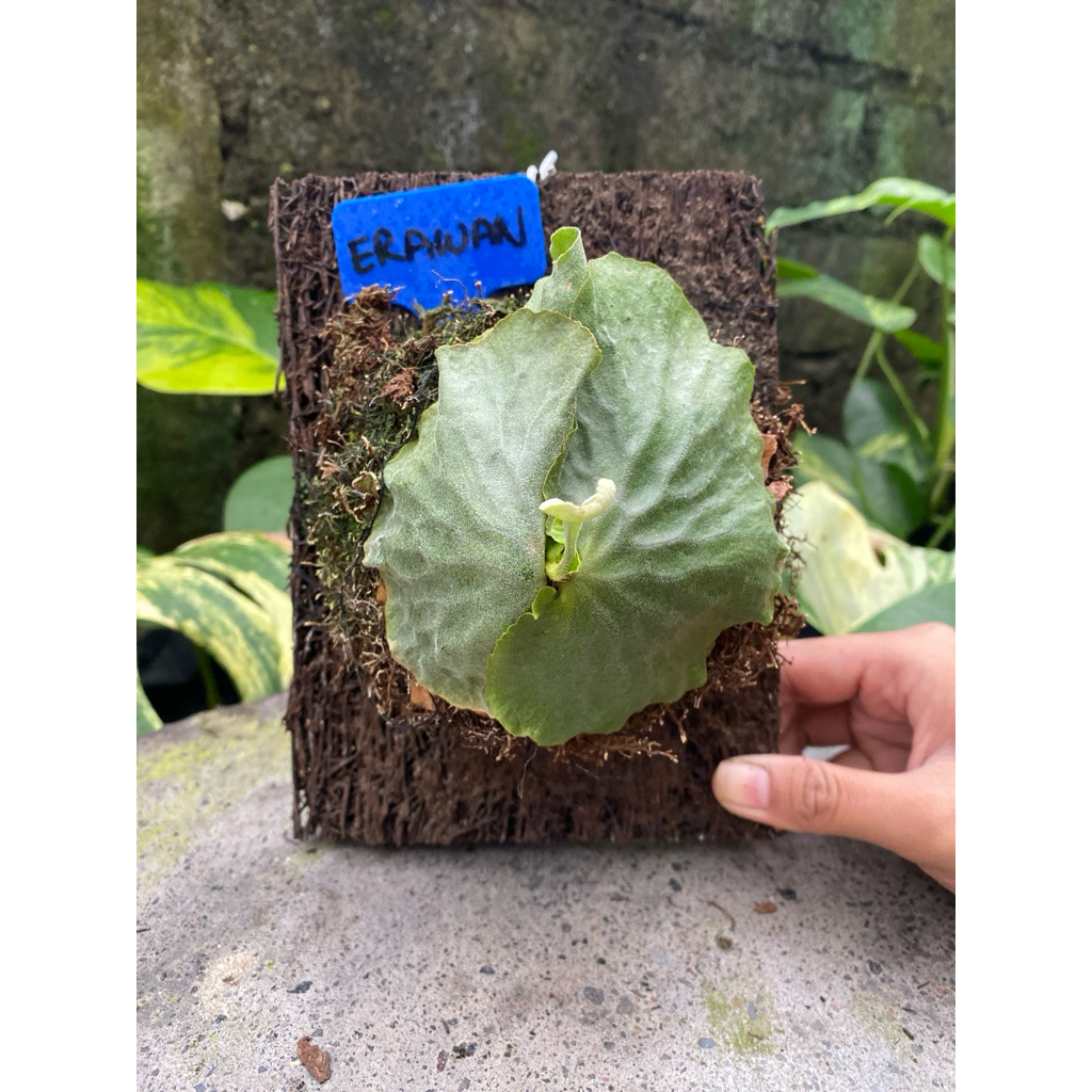 Platycerium Erawan