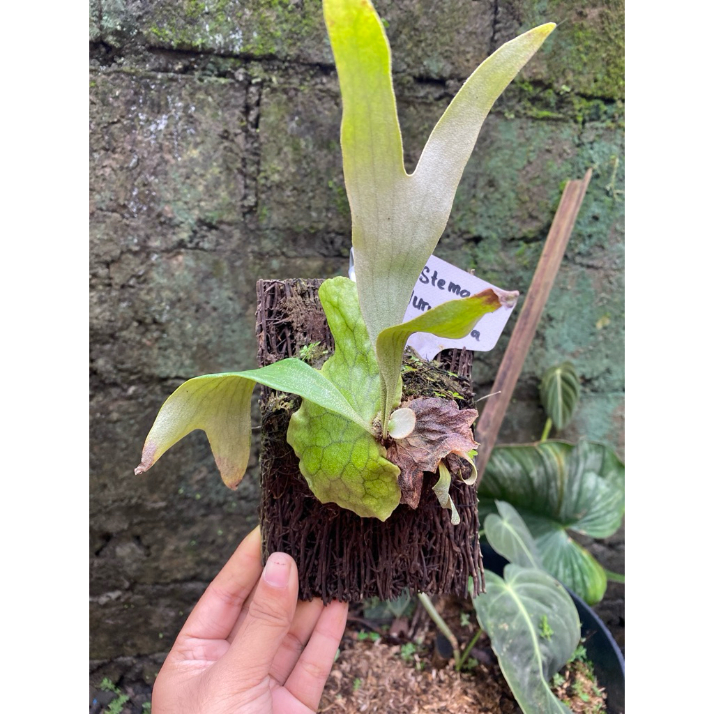 Platycerium Stemaria Huru Hara