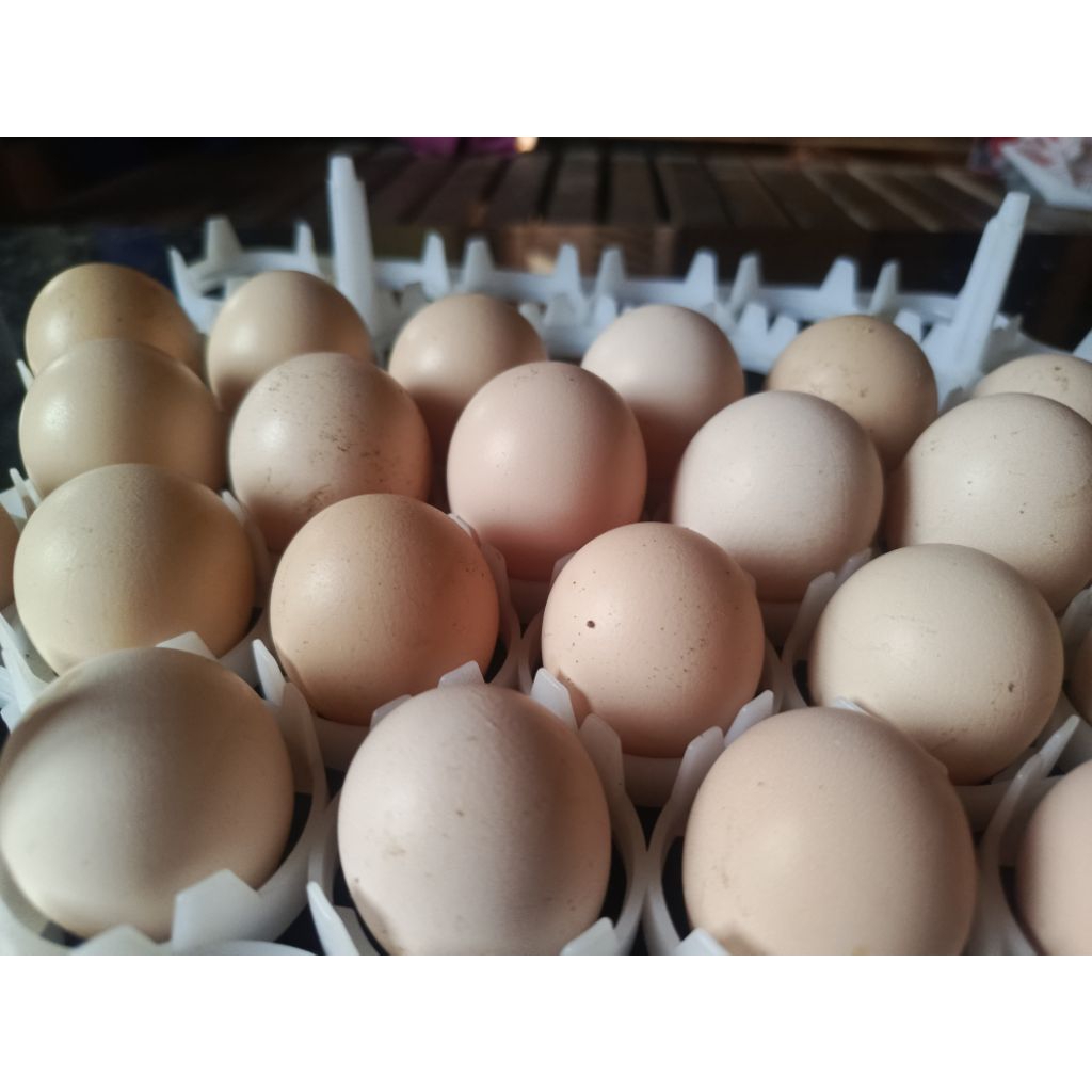 

Telor ayam KUB 2 Janaka