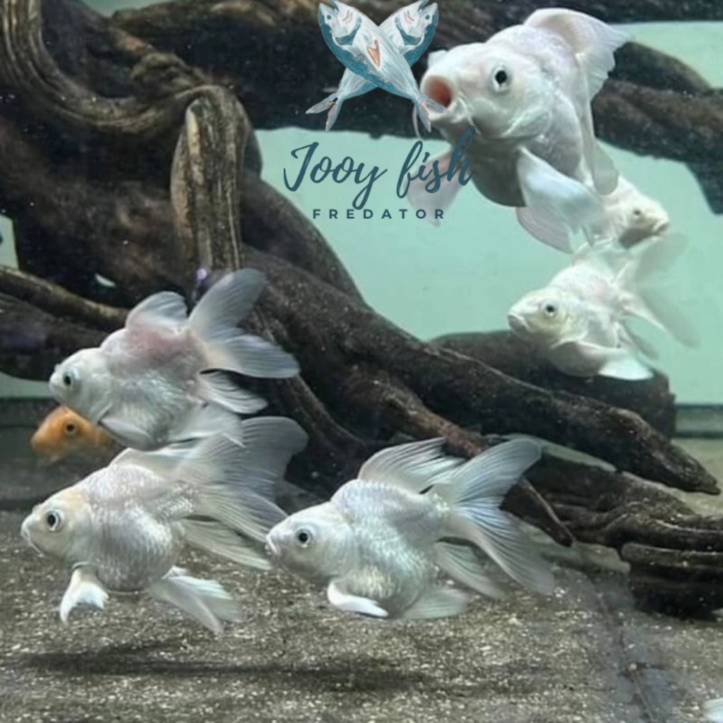 HUDIELONG PLATINUM BUTTERFLY KOI IMPOR CINA GRADE A