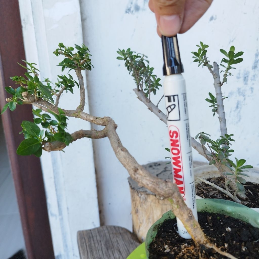 Bonsai Borongan 3pohon Santigi, Sancang,Hokiante