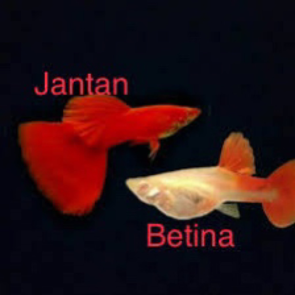 hiasan aquarium guppy AFR indukan