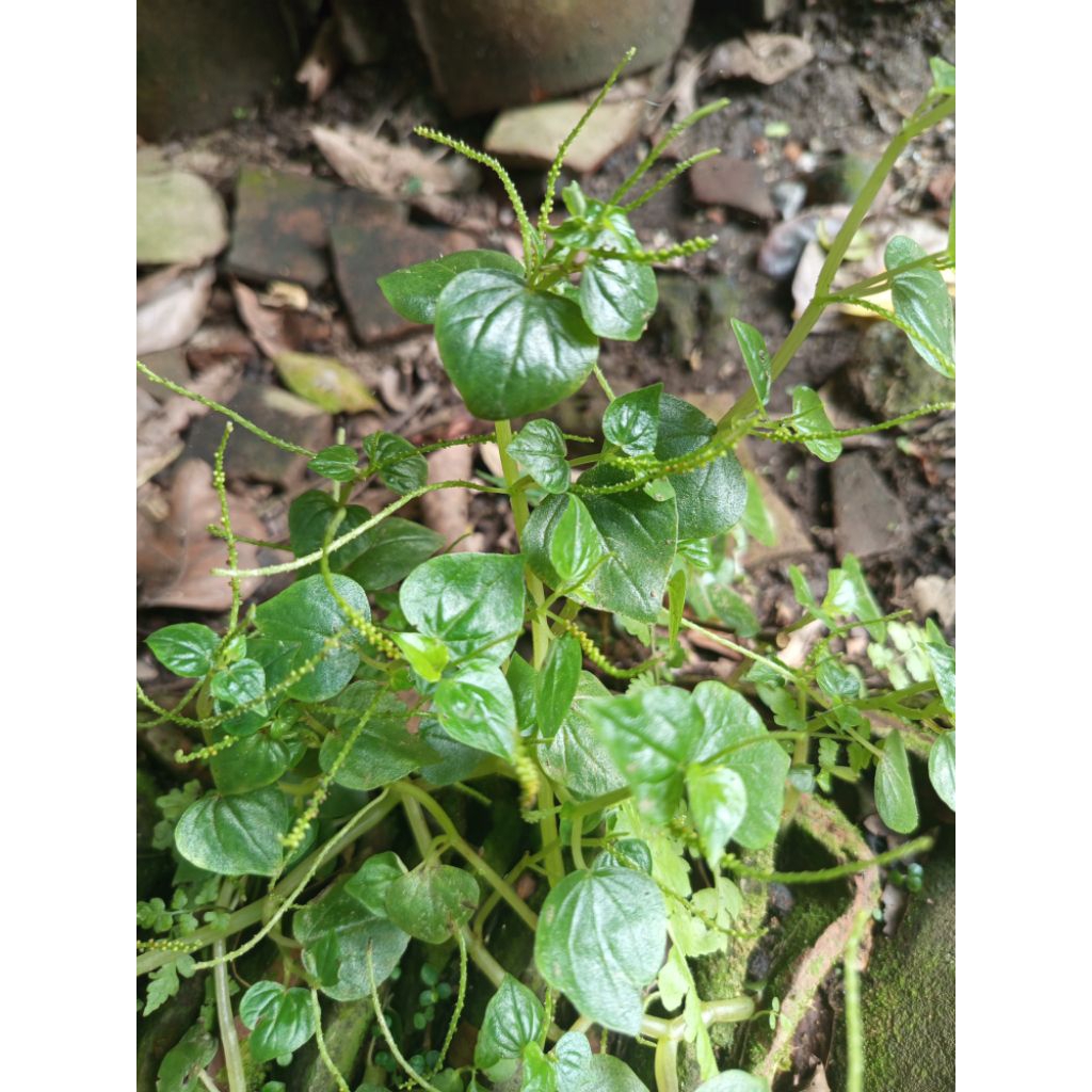

Daun sirih cina / peperomia pellucida / Tumbuhan sirih cina segar / sirih cina herbal 100 gr murah
