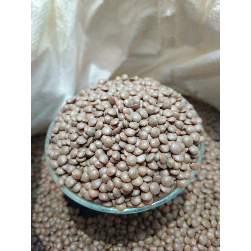 

Kacang Lentil Coklat / Mashoor Dall / Brown lentils