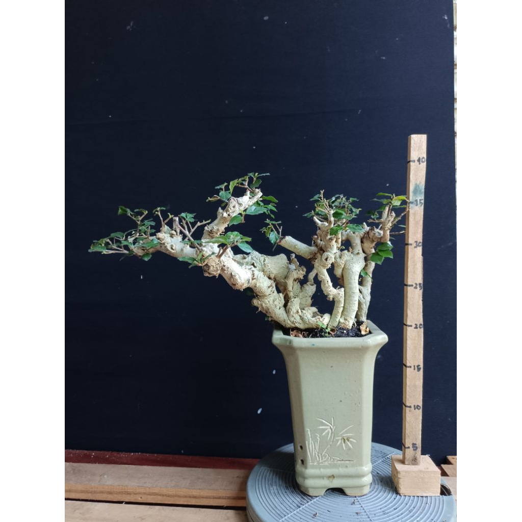 Bonsai Serut karakter tua