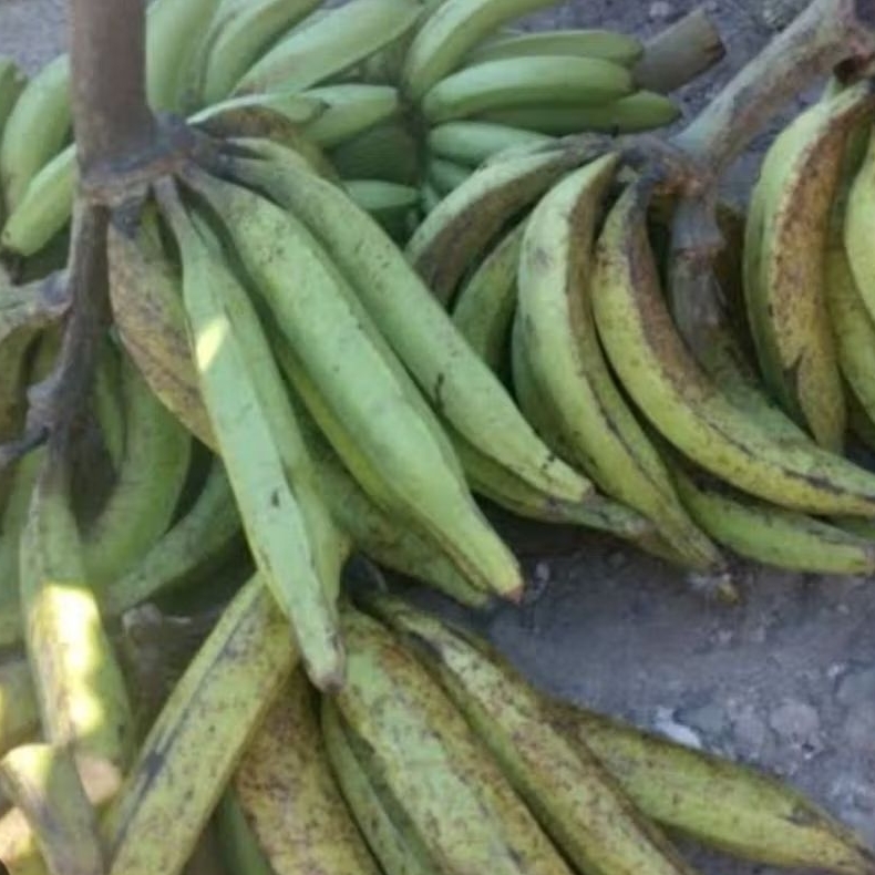 

Pisang tanduk mentah 1 kg