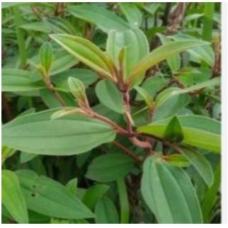 

DAUN HARENONG DAUN SENGANI 1KG