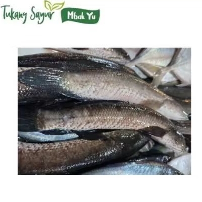 

ikan gabus segar 500gr