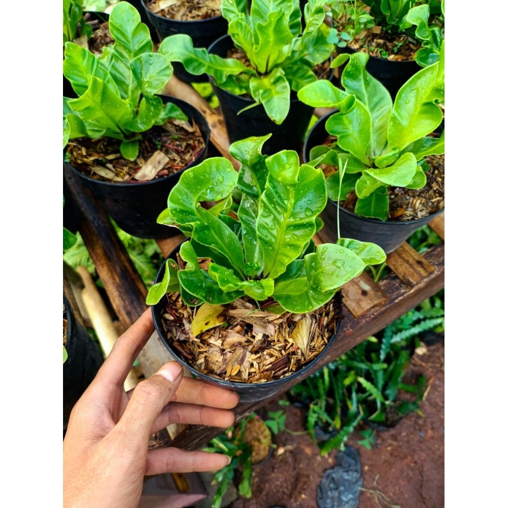 Tanaman Hias Kadaka Lasagna - Pohon Kadaka Lasagna - Kadaka Lasagna