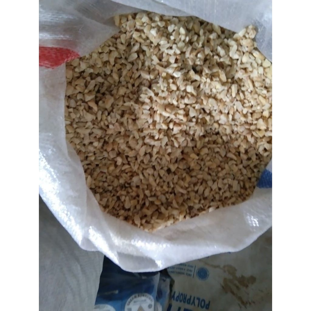 

kemiri menir super muncang