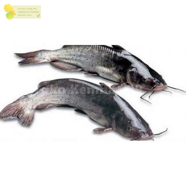 

Ikan Baung Segar Ikan Baung 1Kg