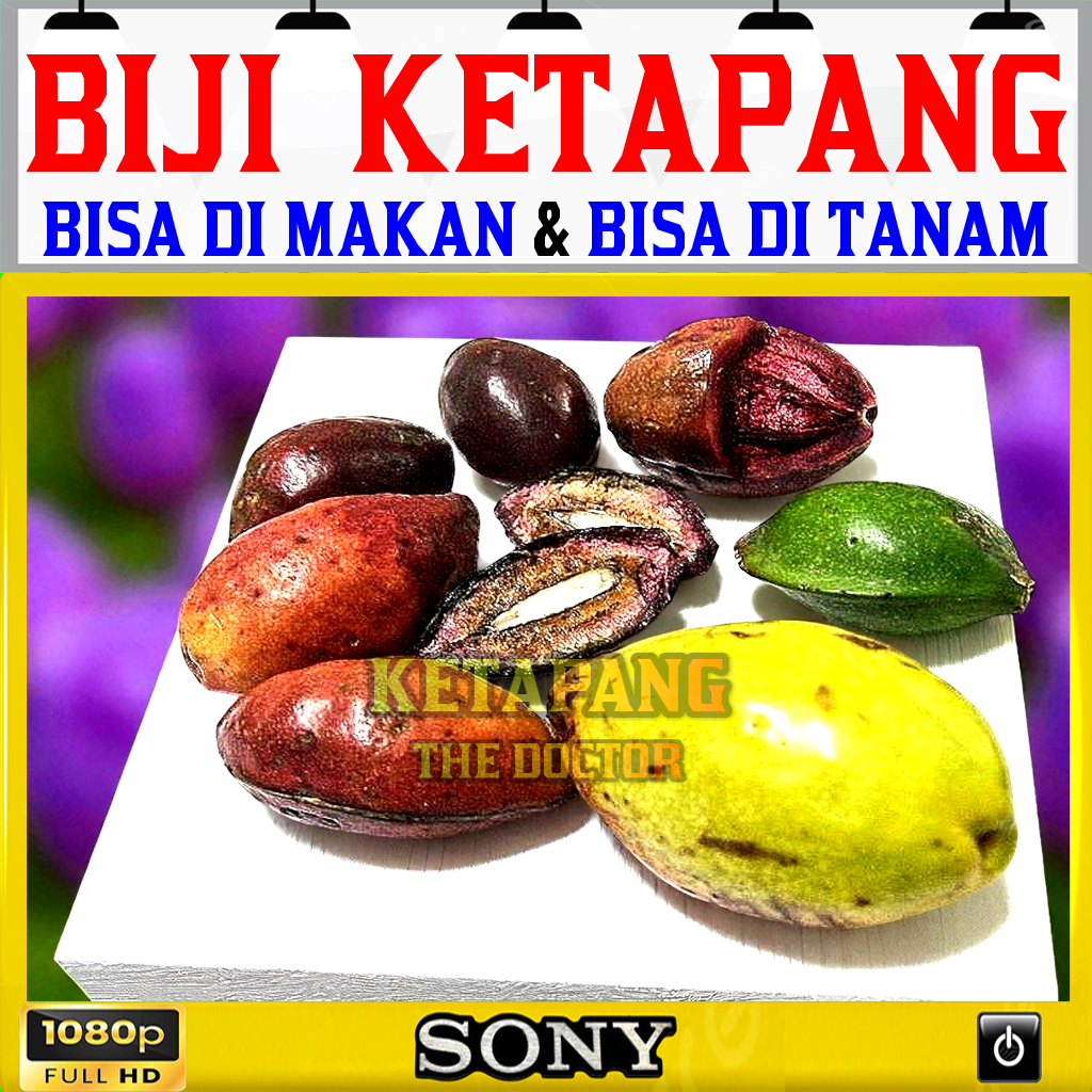 BIJI KETAPANG | BENIH KETAPANG LAUT | BIBIT KETAPANG LAUT