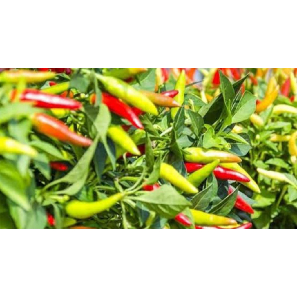 Bibit Cabe setan siap tanam