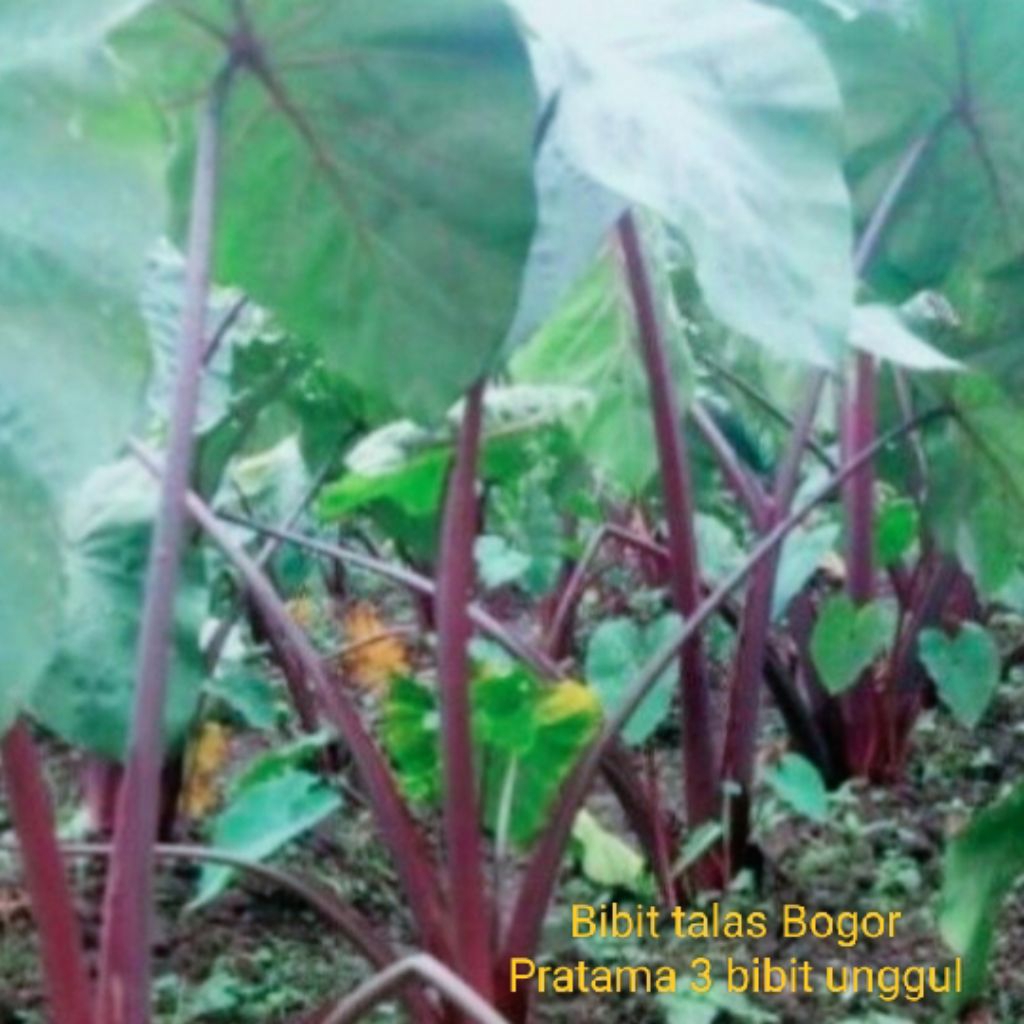 

Bibit talas Bogor Pratama Tiga/Talas ungu
