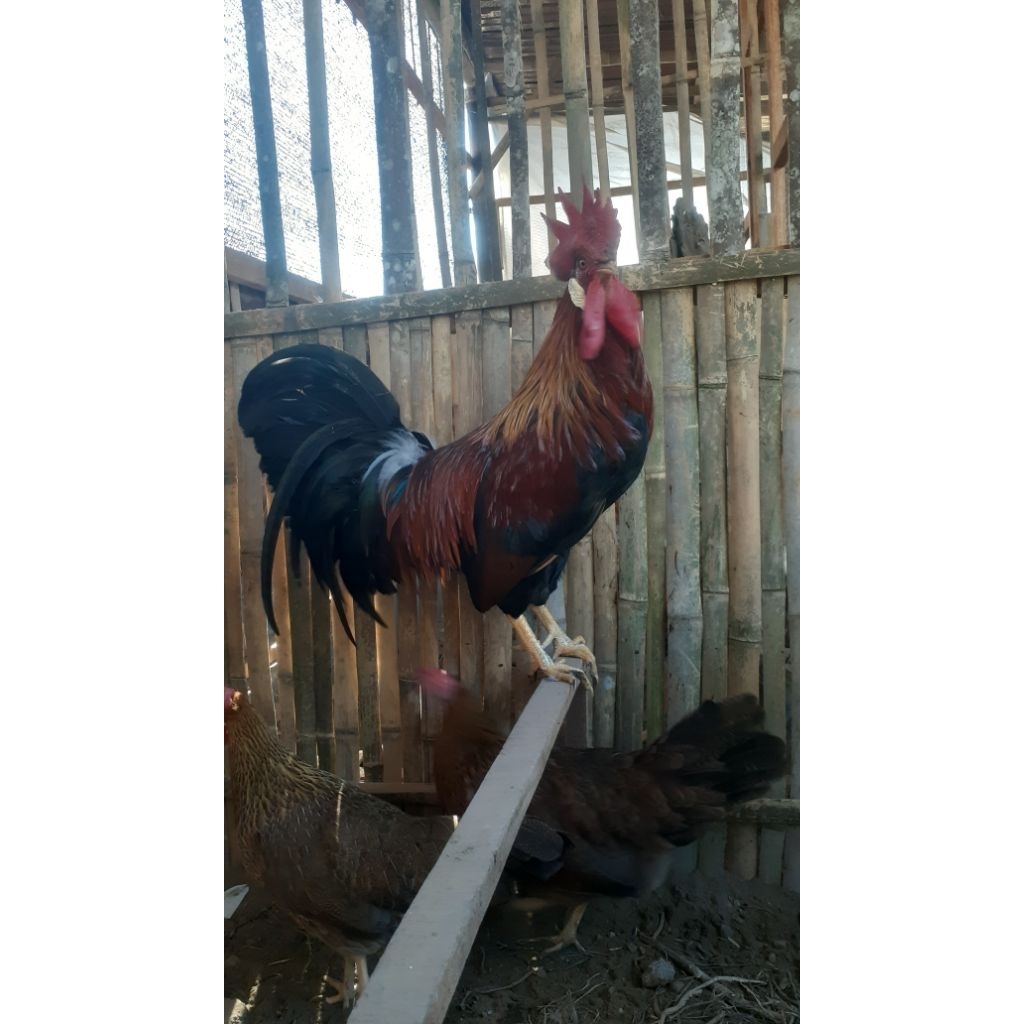 

telur tetas/fertil original brown leghorn