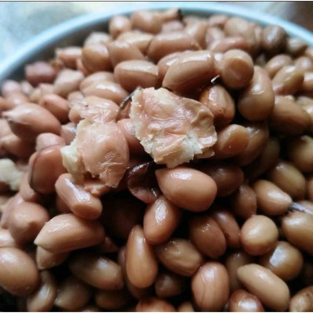 Kacang presto pilihan umpan ikan bawal umpan galamaster umpan harian umpan borongan