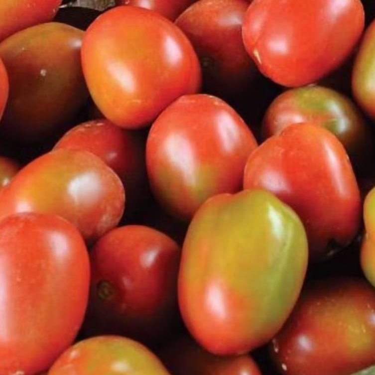 

TOMAT merah TOMAT buah segar\fresh