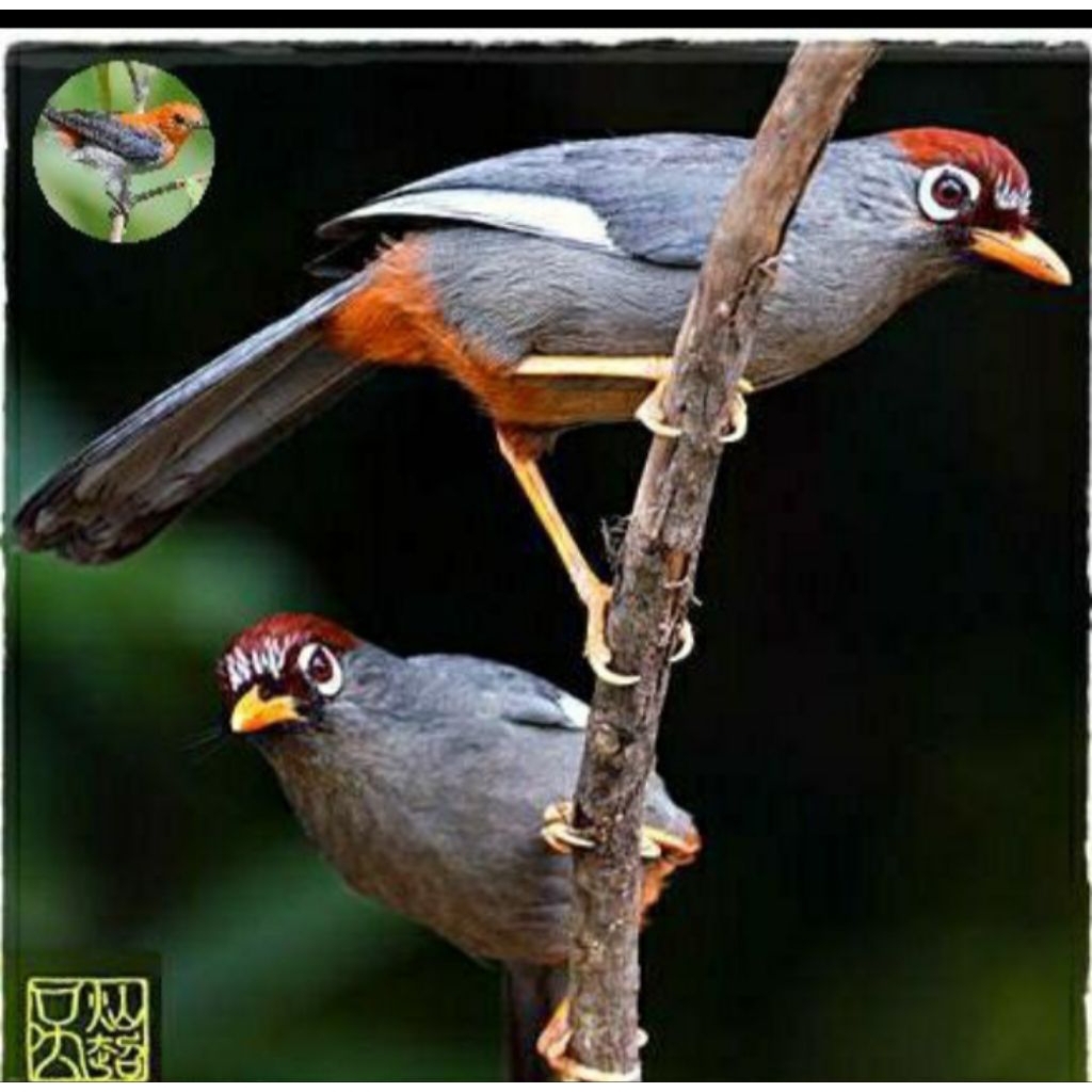 Poksay Mandarin pilihan jantan