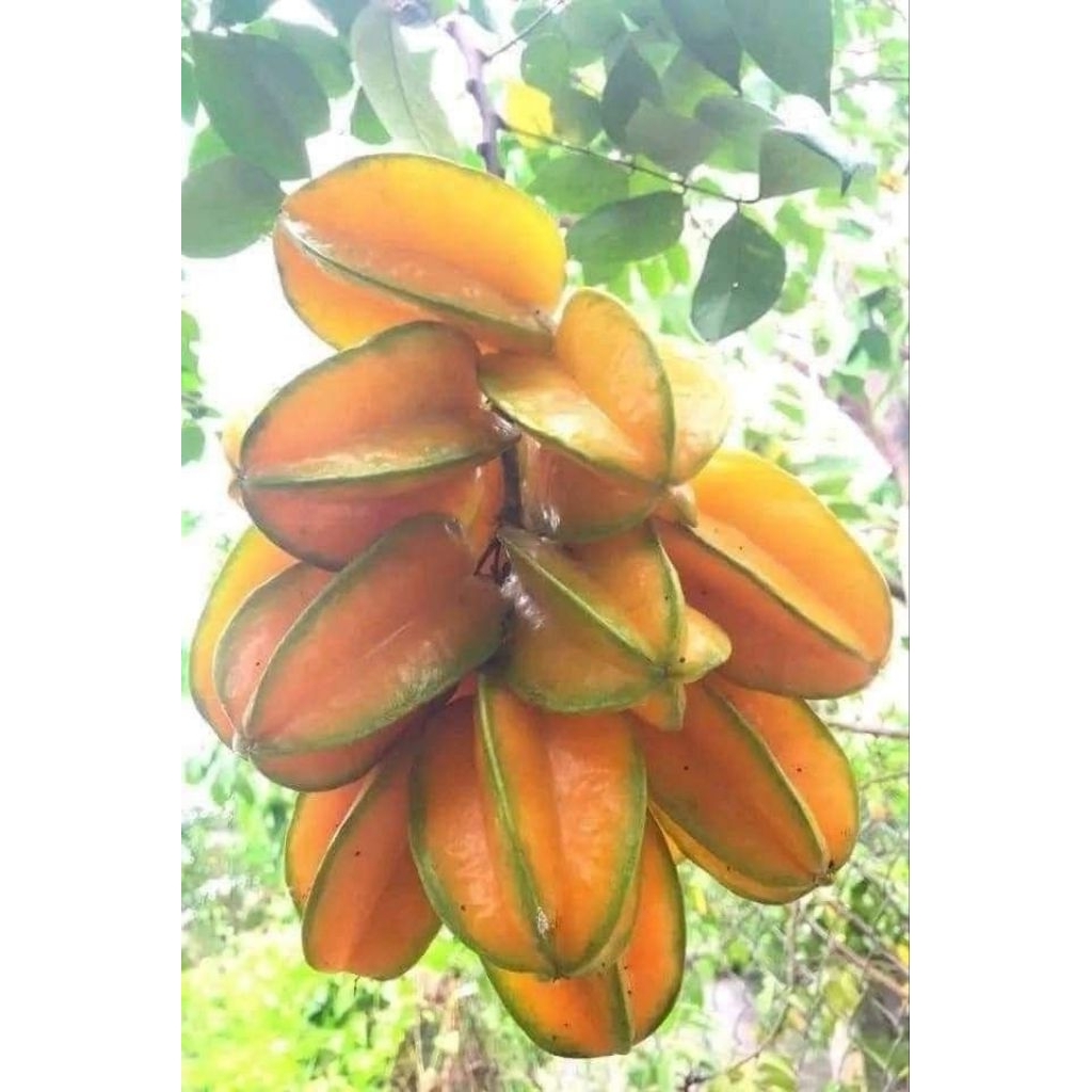 

Belimbing Fresh 1kg BEST SELLER