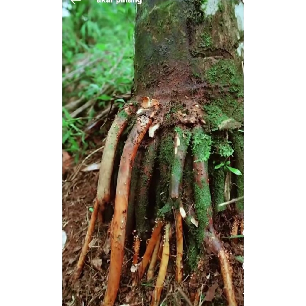 

Akar pinang muda segar 500 gr