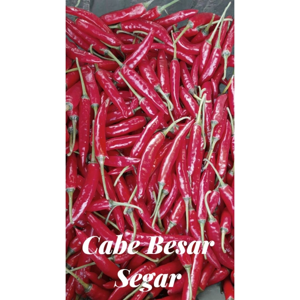

Cabe Merah Besar / Tw 1kg