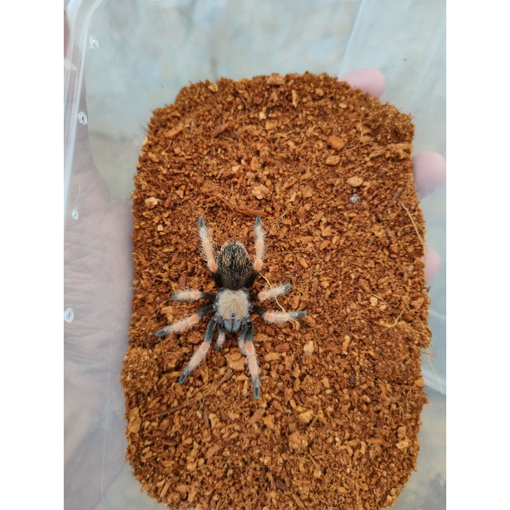 Brachypelma boehmei juve (pakan ikan)